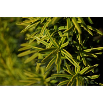 Īve, parastā ,,David,, /Taxus baccata/ - C2 kont.