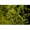 Kukmedis, paprastasis ,,David,, /Taxus baccata/ - C2 kont.