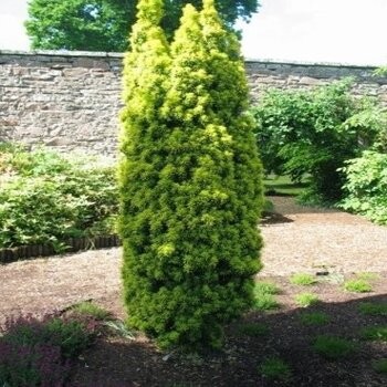 Kukmedis, paprastasis ,,David,, /Taxus baccata/ - C2 kont.