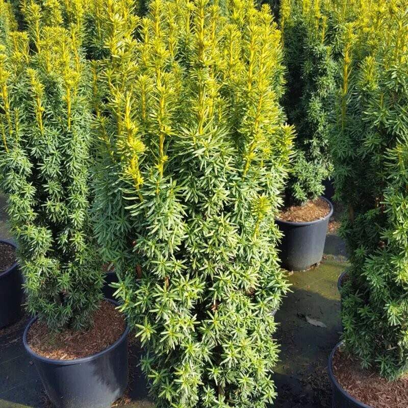 Īve, parastā ,,David,, /Taxus baccata/ - C2 kont.