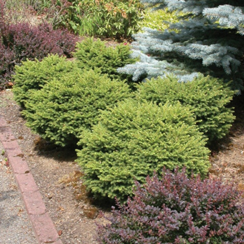 Egle, parastā ,,Little Gem,,/Picea abies/ - C2 kont., 15cm.