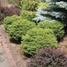 Egle, parastā ,,Little Gem,,/Picea abies/ - C2 kont.
