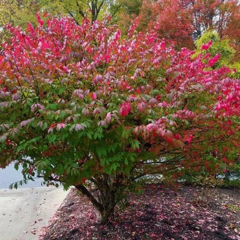 Segliņš, spārnotais /Euonymus alatus/ - C2,5 kont.