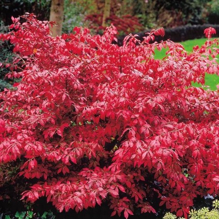 Segliņš, spārnotais /Euonymus alatus/ - C2,5 kont.