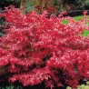 Segliņš, spārnotais /Euonymus alatus/ - C2,5 kont.