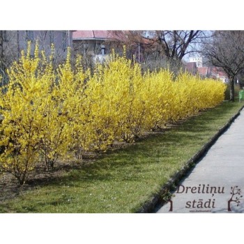 Forsitija, tarpinė /forsithia x intermedia/ - kailsaknis sodinukas, 50-80cm.