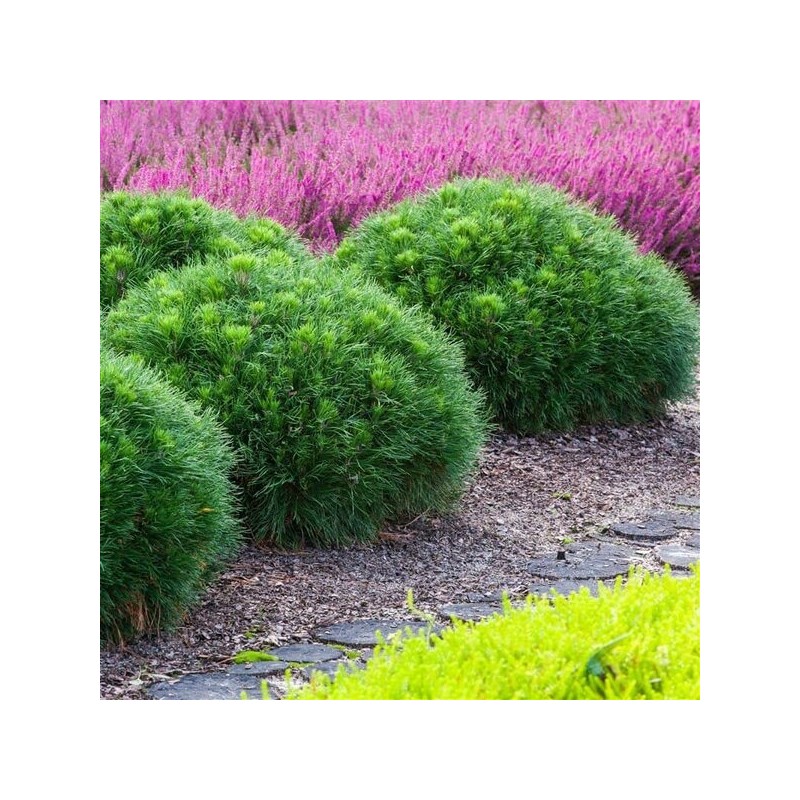 Priede, kalnu 'Varella' /Pinus mugo/ - C2,5 kont.