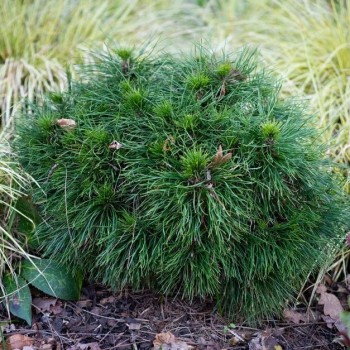 Priede, kalnu 'Varella' /Pinus mugo/ - C2,5 kont.