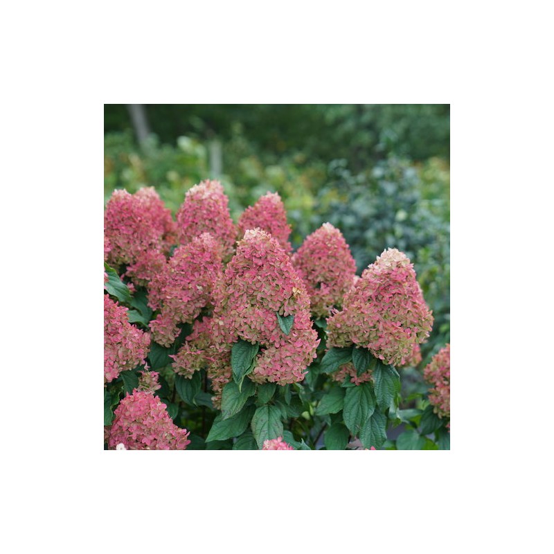 Hortenzija, skarainā ,,Quick Fire Fab,, /Hydrangea paniculata/ - C3 kont,.