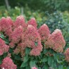 Hortenzija, skarainā ,,Quick Fire Fab,, /Hydrangea paniculata/ - C3 kont,.