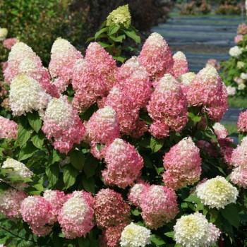 Hortenzija, skarainā ,,Quick Fire Fab,, /Hydrangea paniculata/ - C3 kont,.