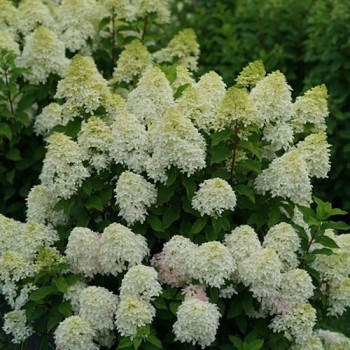 Hortenzija, skarainā ,,Quick Fire Fab,, /Hydrangea paniculata/ - C3 kont,.