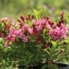 Veigela, krāšņā ,,Picobella Rosa" /Weigela florida/ - P9 kont.