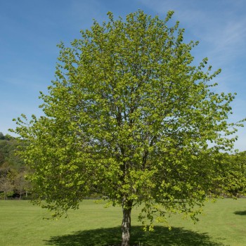 Liepa, parastā /Tilia...