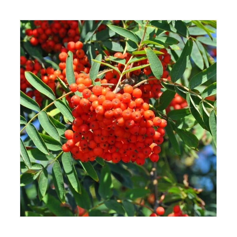 Ēdamais pīlādzis "Moravica" /Sorbus aucuparia/ - 150-180cm