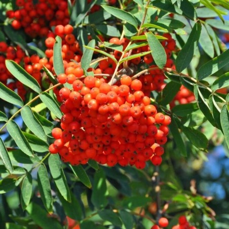 Ēdamais pīlādzis "Moravica" /Sorbus aucuparia/ - 150-180cm