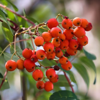 Ēdamais pīlādzis "Moravica" /Sorbus aucuparia/ - 150-180cm