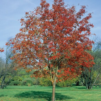 Ēdamais pīlādzis "Moravica" /Sorbus aucuparia/ - 150-180cm