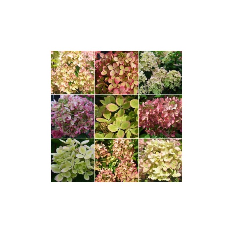 Skarainā hortenzija ,,Pastelgreen,, /Hydrangea paniculata/ - C2,5 kont.