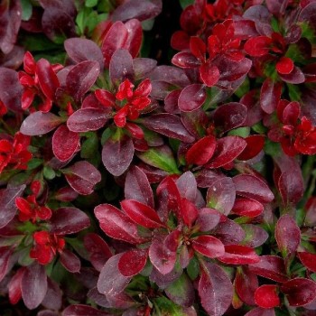 Bārbele, Tunberga "Bagatelle" /berberis thunbergii/ - P9 kont.