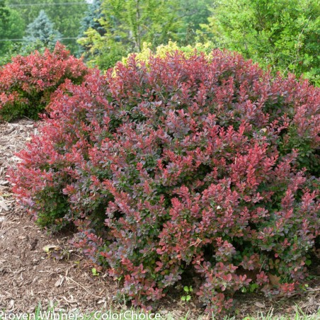 Bārbele, Tunberga "Bagatelle" /berberis thunbergii/ - P9 kont.