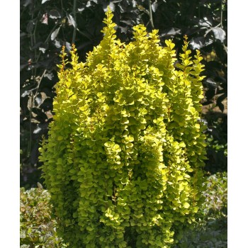 Raugerškis, Tunbergo "Golden Torch" /berberis thunbergii/ - P9 kont.
