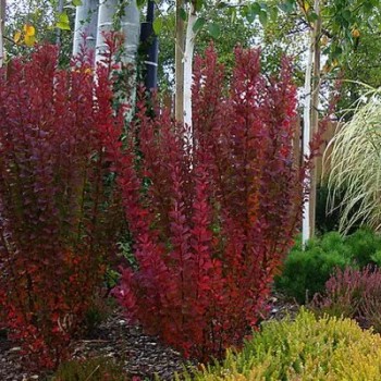 Bārbele, Tunberga "Red...