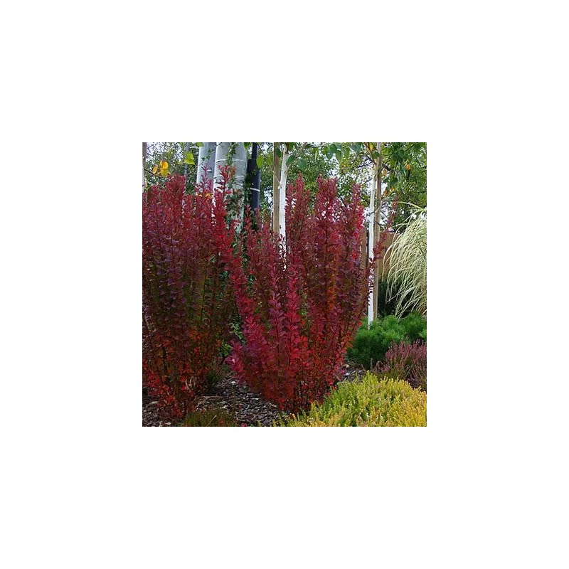 Raugerškis, Tunbergo "Red Pillar" /berberis thunbergii/ - P9 kont.