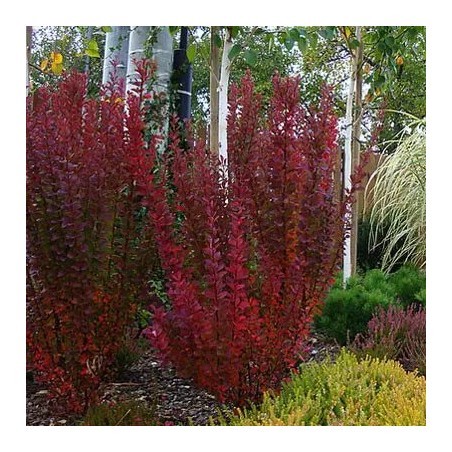 Bārbele, Tunberga "Red Pillar" /berberis thunbergii/ - P9 kont.