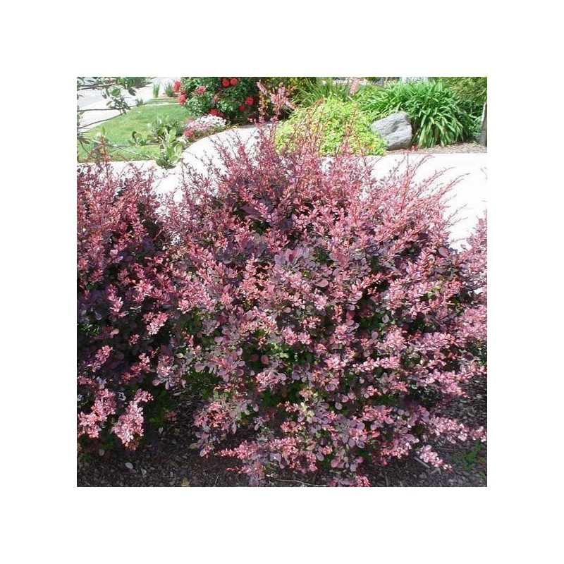 Bārbele, Tunberga "Rose Glow" /berberis thunbergii/ - P9 kont.