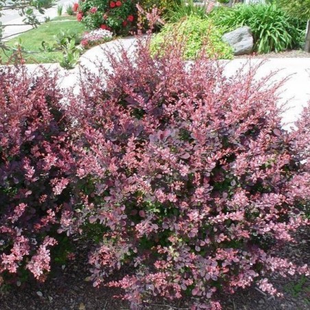 Bārbele, Tunberga "Rose Glow" /berberis thunbergii/ - P9 kont.