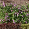 Budleja, Dāvida 'Border Beauty'  /Buddleja davidii/- P9 kont.