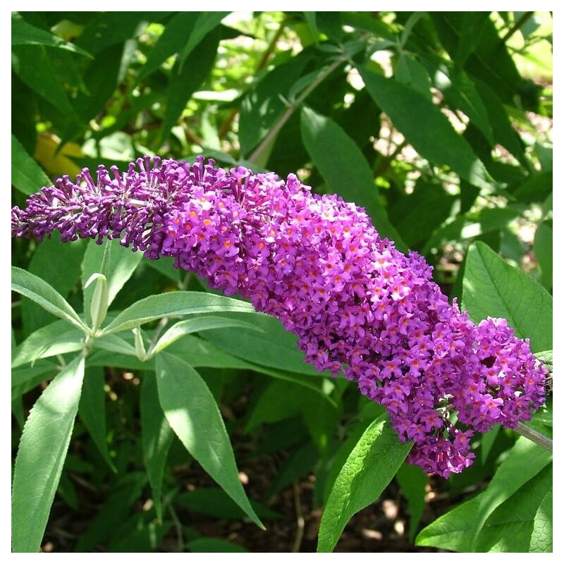 Budlėja, Dovydo 'Border Beauty'  /Buddleja davidii/- P9 kont.