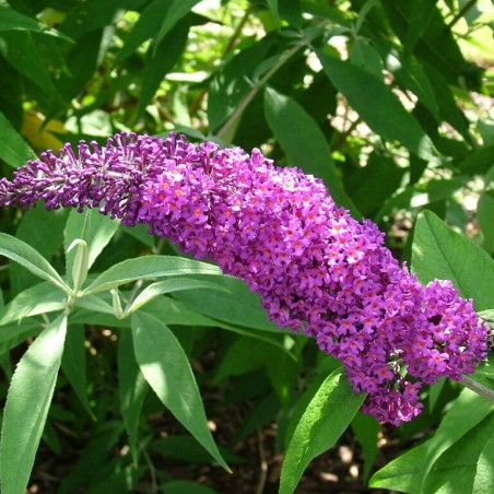 Budleja, Dāvida 'Border Beauty'  /Buddleja davidii/- P9 kont.