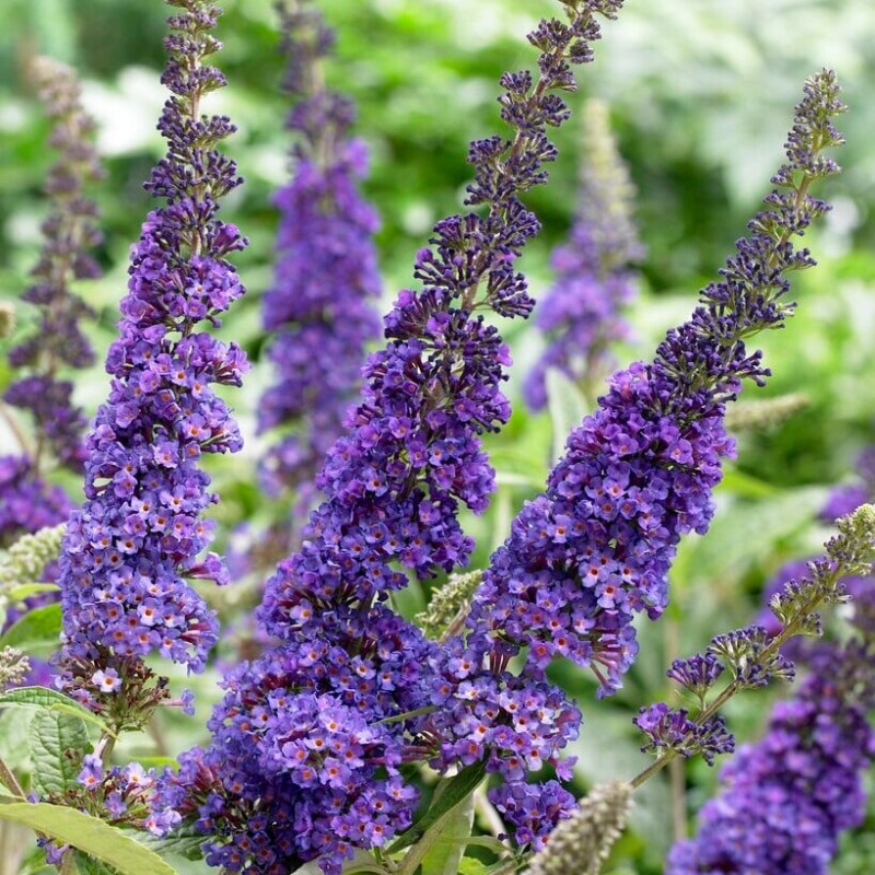 Budleja, Dāvida 'Empire Blue'  /Buddleja davidii/- P9 kont.