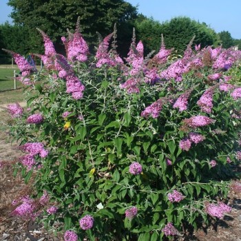 Budlėja, Dovydo 'Pink Panther' /Buddleja davidii/- P9 kont.