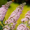 Budleja, Dāvida 'Pink Panther' /Buddleja davidii/- P9 kont.