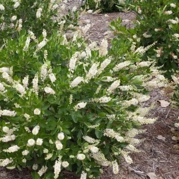 Kletra, Alkšņlapu 'Hummingbird' /clethra alnifolia/ - P9 kont.