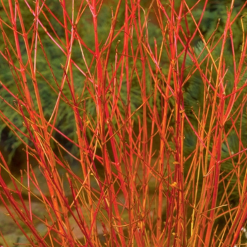 Sedulas, paprastasis 'Midwinter Fire' /Cornus sanguinea/ - P9 kont.
