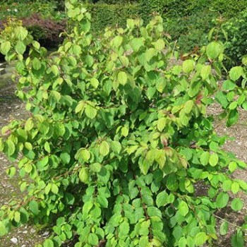 Grimonis, asinssarkanais 'Midwinter Fire' /Cornus sanguinea/ - P9 kont.