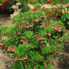 Enkiantas, varpelinis 'Red bells' /enkianthus campanulatus/ - P12 kont.