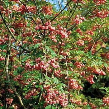 Enkiantas, varpelinis 'Red bells' /enkianthus campanulatus/ - P12 kont.