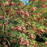 Enkiantas, varpelinis 'Red bells' /enkianthus campanulatus/ - P12 kont.