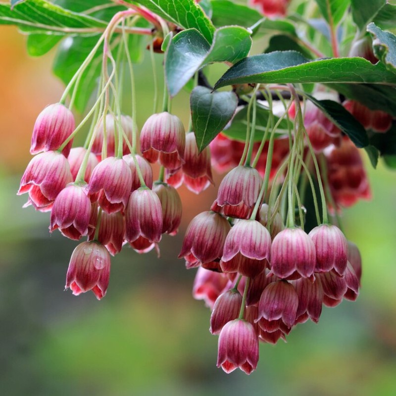 Enkiantas, varpelinis 'Red bells' /enkianthus campanulatus/ - P12 kont.