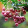 Enkiants, zvanveida 'Red bells' /enkianthus campanulatus/ - P12 kont.