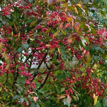 Segliņš, Eiropas "Red Cascade" /euonymus europaeus/ - P9 kont.