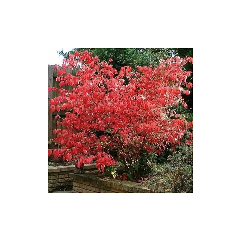 Segliņš, Eiropas "Red Cascade" /euonymus europaeus/ - P9 kont.