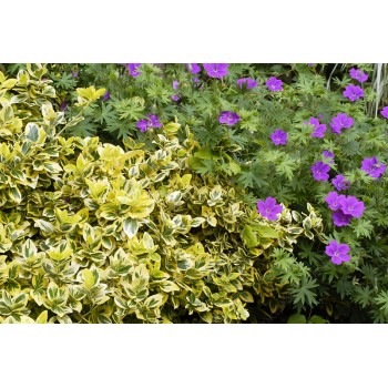 Ožekšnis, fortūno ,,Emerald,n Gold,, /Euonymus fortunei/ - P9 kont.