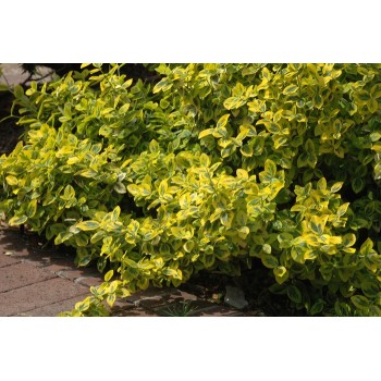 Segliņš, fortina ,,Emerald,n Gold,, /Euonymus fortunei/ - P9 kont.