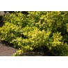 Ožekšnis, fortūno ,,Emerald,n Gold,, /Euonymus fortunei/ - P9 kont.